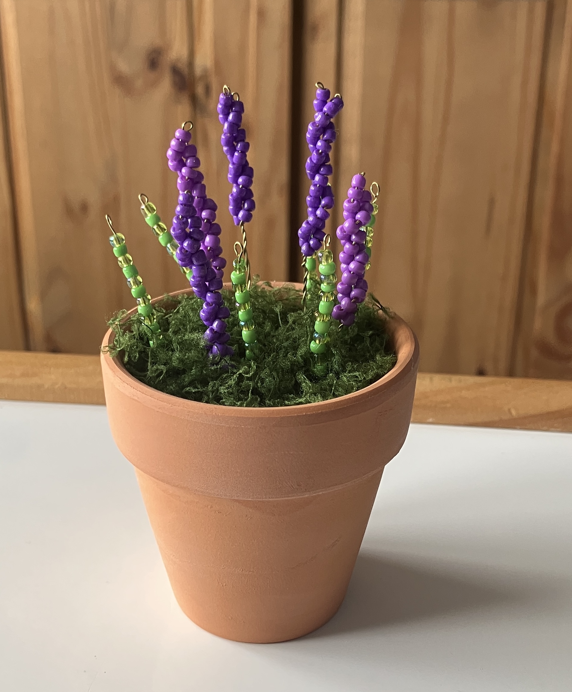 Beaded Lavender Plant